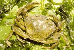 Feeding habits of the Mediterranean green crab